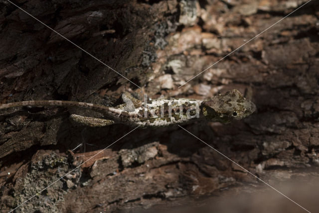 Brookesia nasus