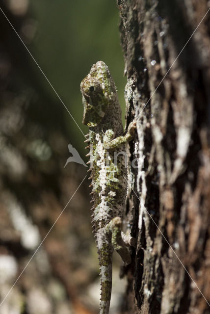 Brookesia nasus