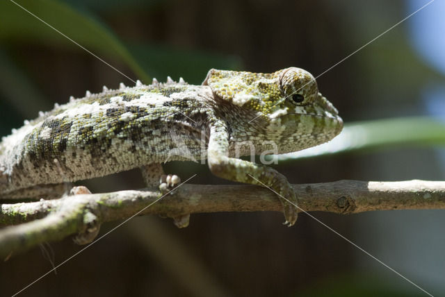 Brookesia nasus