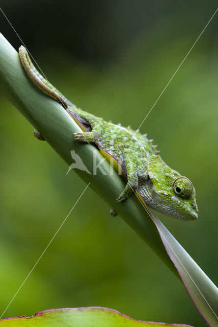 Brookesia nasus