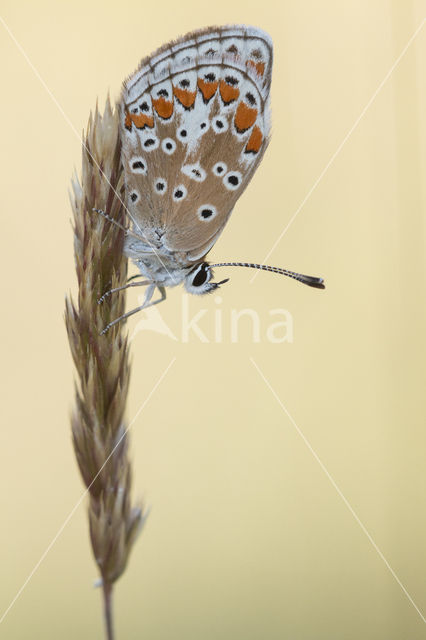 Brown Argus (Aricia agestis)