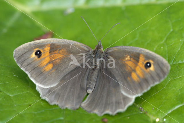 Meadow Brown (Maniola jurtina)