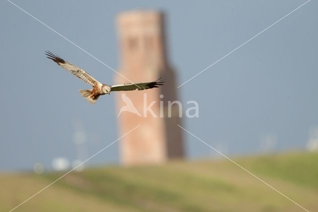 Bruine Kiekendief (Circus aeruginosus)