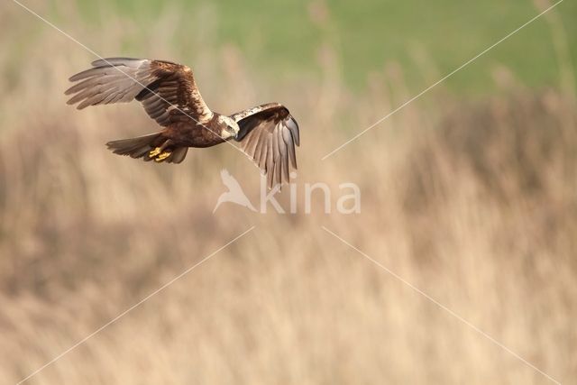 Bruine Kiekendief (Circus aeruginosus)