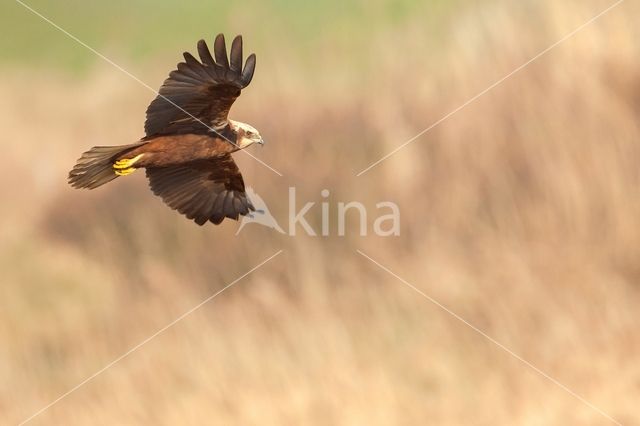 Bruine Kiekendief (Circus aeruginosus)