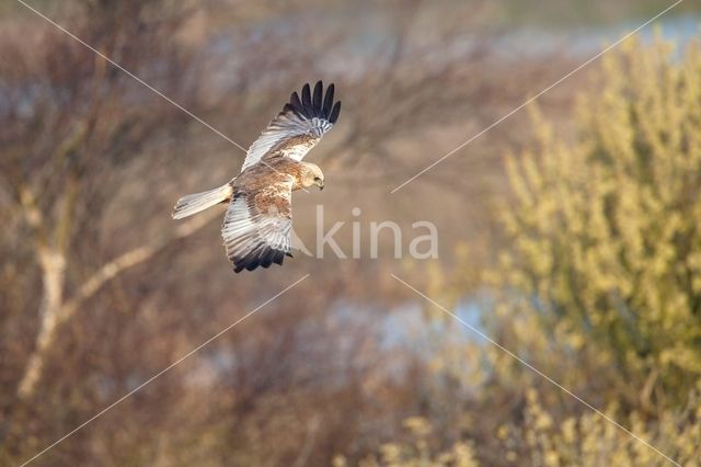 Bruine Kiekendief (Circus aeruginosus)