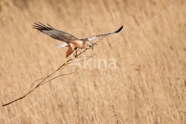 Bruine Kiekendief (Circus aeruginosus)