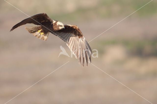 Bruine Kiekendief (Circus aeruginosus)