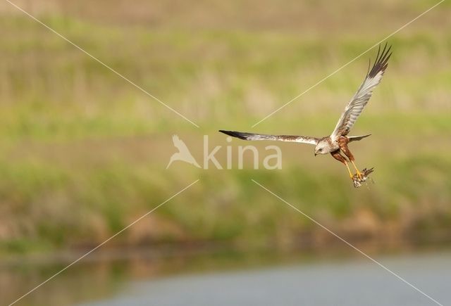 Bruine Kiekendief (Circus aeruginosus)