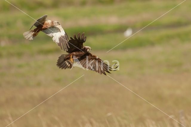 Bruine Kiekendief (Circus aeruginosus)