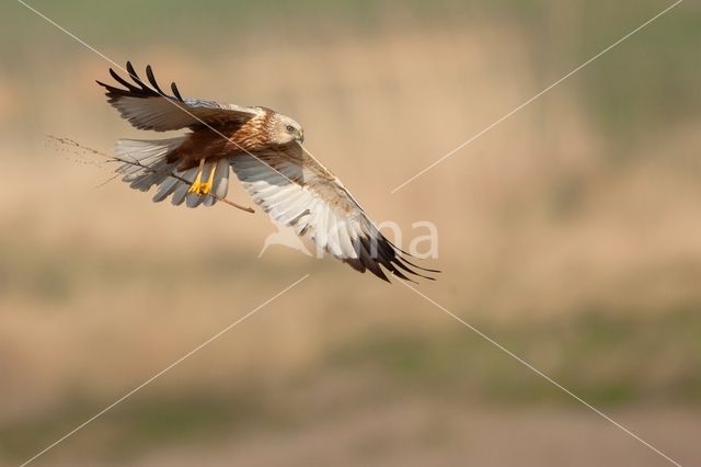 Bruine Kiekendief (Circus aeruginosus)