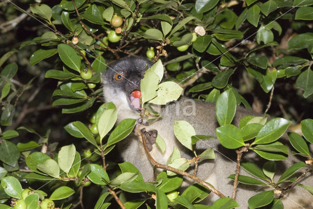 brown lemur (Eulemur fulvus)