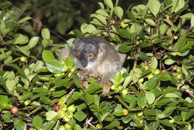 Bruine lemur (Eulemur fulvus)