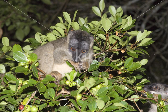 Bruine lemur (Eulemur fulvus)