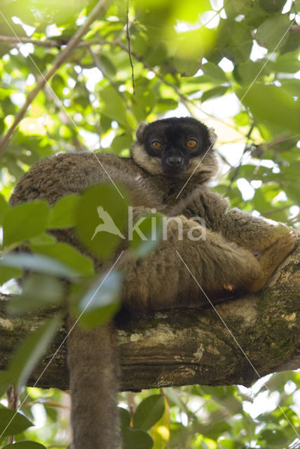 Bruine lemur (Eulemur fulvus)
