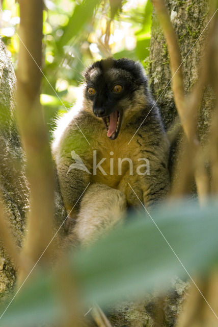 Bruine lemur (Eulemur fulvus)