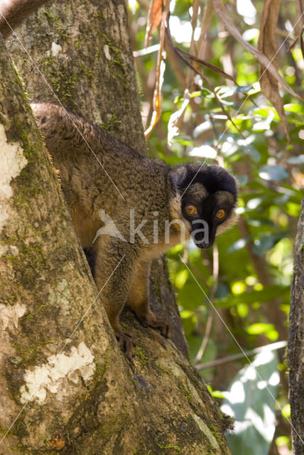 Bruine lemur (Eulemur fulvus)