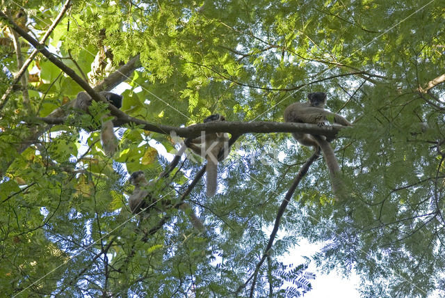 Bruine lemur (Eulemur fulvus)