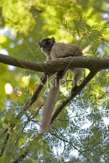 Bruine lemur (Eulemur fulvus)