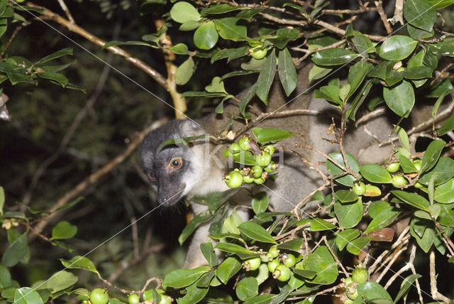 Bruine maki (Eulemur fulves)