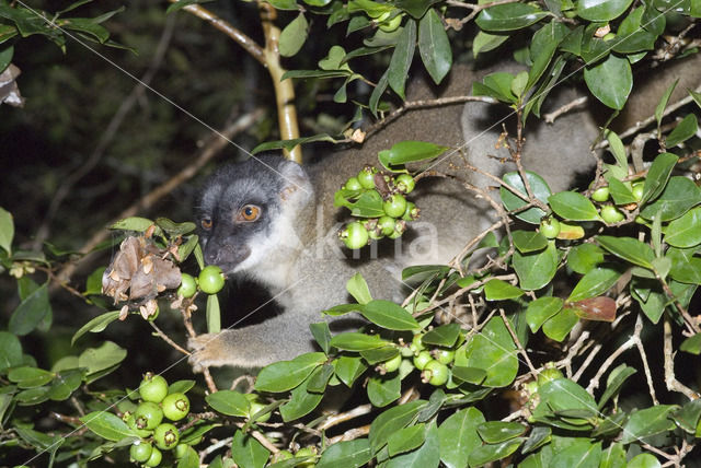 Bruine maki (Eulemur fulves)