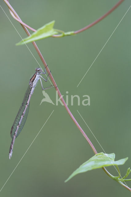 Bruine winterjuffer (Sympecma fusca)