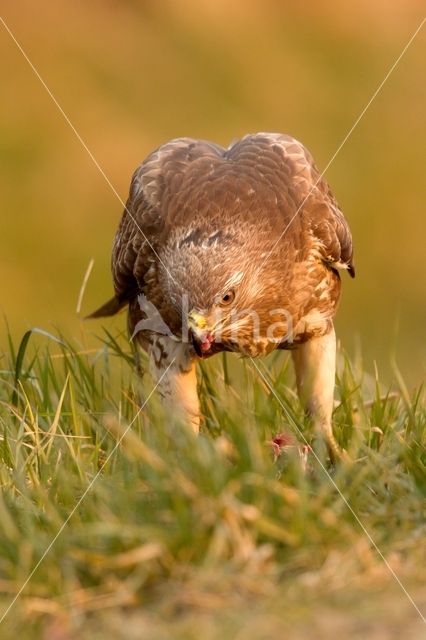 Buizerd (Buteo buteo)