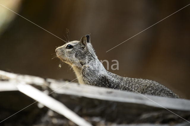 Californische grondeekhoorn (Spermophilus beecheyi)