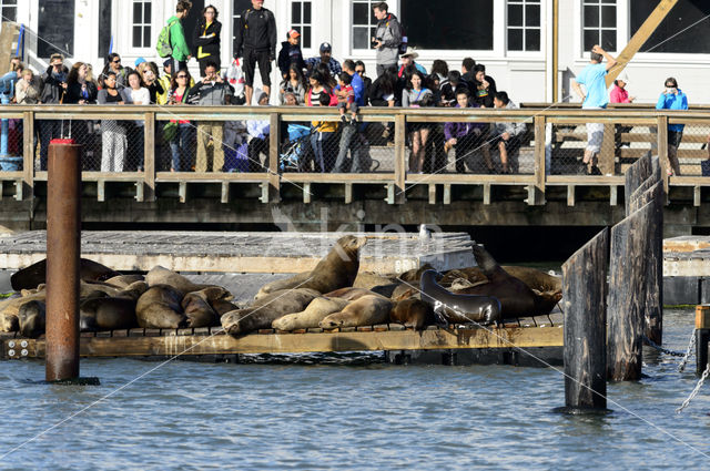 Californian sea lion (Zalophus californianus)