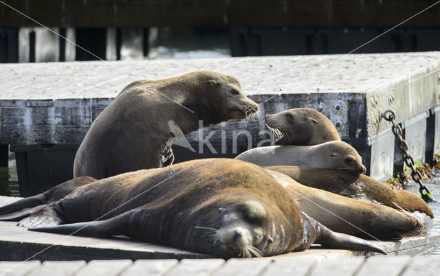 Californische zeeleeuw (Zalophus californianus)