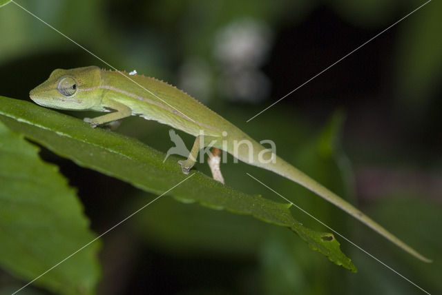 Calumma gastrotaenia