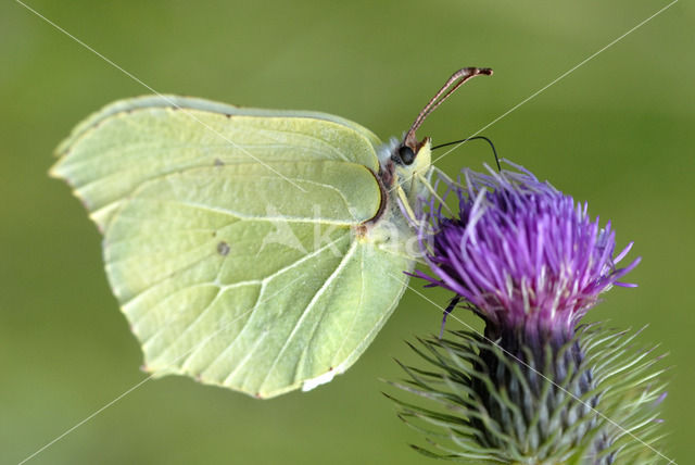 Citroenvlinder (Gonepteryx rhamni)