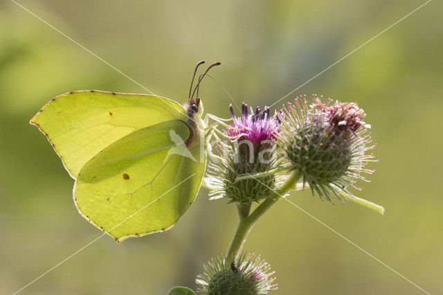 Citroenvlinder (Gonepteryx rhamni)