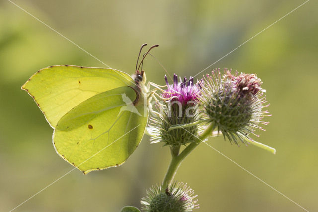 Citroenvlinder (Gonepteryx rhamni)