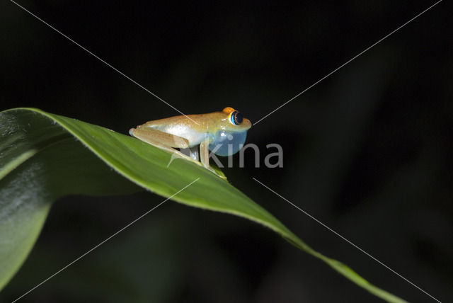 Coquerels kroonsifaka (Propithecus coquereli)