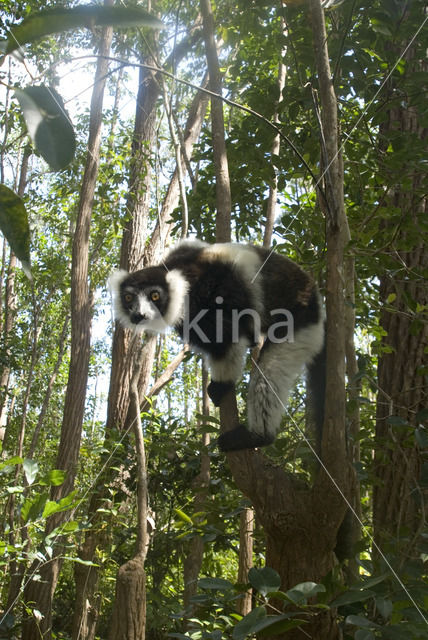 Coquerels kroonsifaka (Propithecus coquereli)