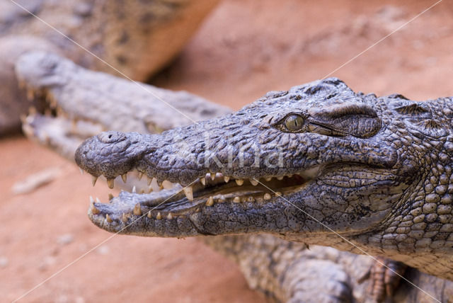 Crocodylus niloticus madagascariensis