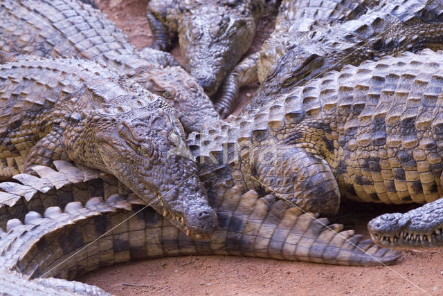 Crocodylus niloticus madagascariensis