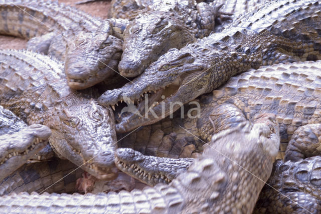 Crocodylus niloticus madagascariensis