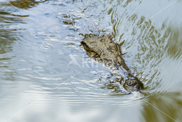 Crocodylus niloticus madagascariensis