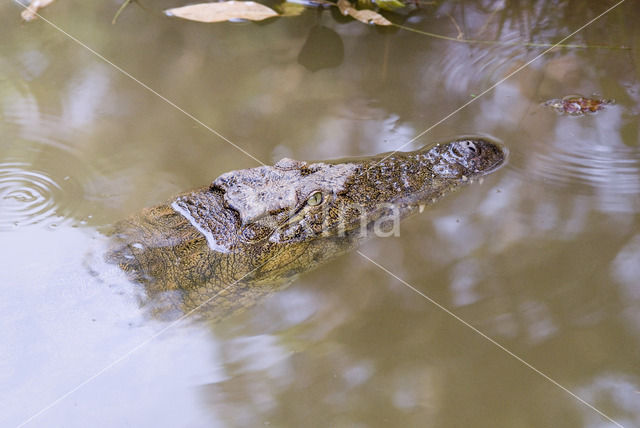 Crocodylus niloticus madagascariensis