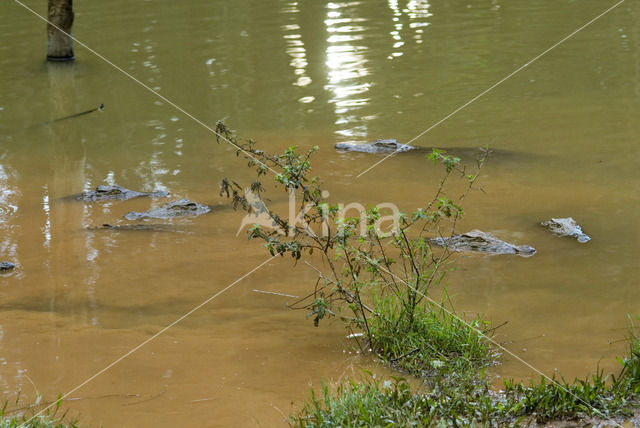 Crocodylus niloticus madagascariensis