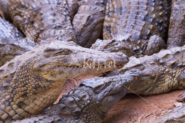 Crocodylus niloticus madagascariensis