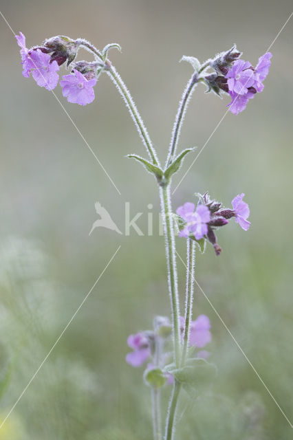 Dagkoekoeksbloem (Silene dioica)