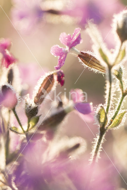 Dagkoekoeksbloem (Silene dioica)