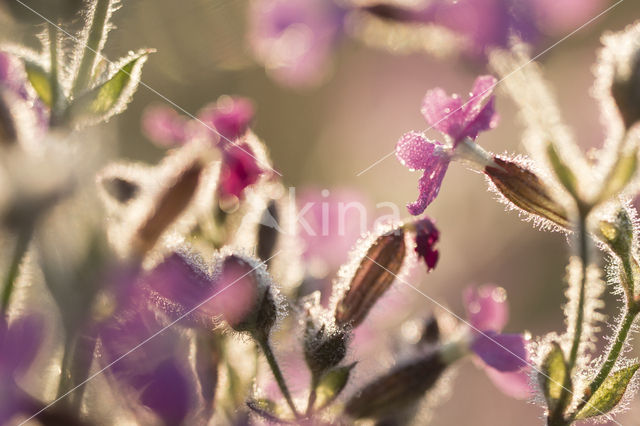 Campion (Silene dioica)