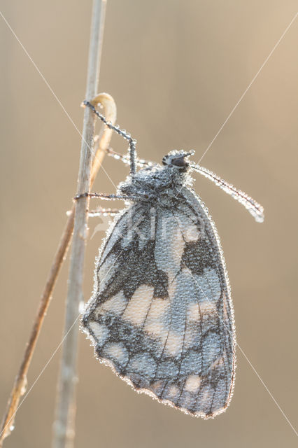 Dambordje (Melanargia galathea)