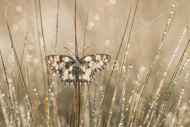 Dambordje (Melanargia galathea)