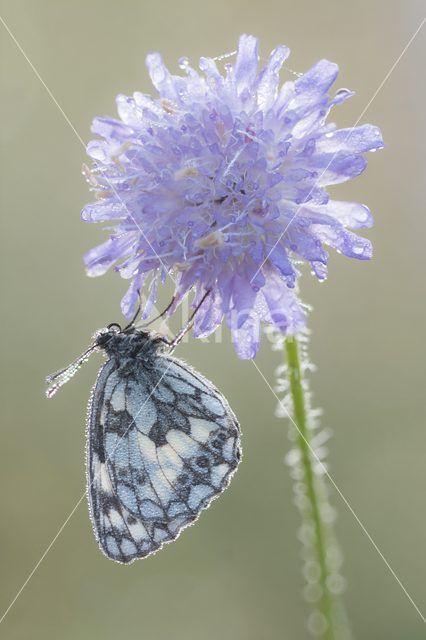 Marbled White (Melanargia galathea)