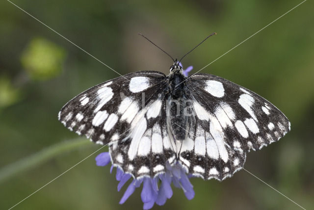 Marbled White (Melanargia galathea)